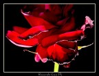 Rosa Rosa
