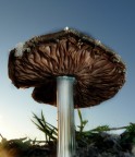 large mushroom large mushroom