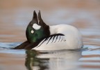 Common goldeneye Common goldeneye