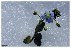 Dettagli di una primavera anticipata Dettagli di una primavera anticipata