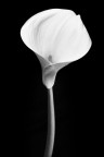 Calla Bianca
