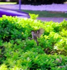 Nikon D90 18-55 55mm
f/5.6
1/125
iso 200