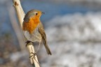 Pettirosso (Erithacus rubecola) Pettirosso (Erithacus rubecola)