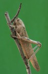 Anacridium aegyptium Anacridium aegyptium