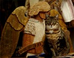 the angels cat the angels cat