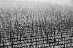 Vigneti in Lessinia SERIE