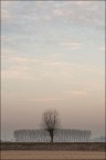 La solitudine di un albero.. La solitudine di un albero..