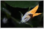 Un fiore di preda Un fiore di preda