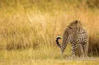 Leopardo Leopardo