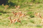 impala impala