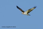 falco pescatore falco pescatore