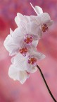 Orchidee Orchidee