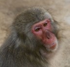 macaco macaco