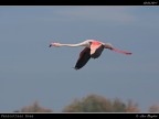 Camargue # 28 Camargue # 28
