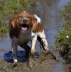 nikon d3100
Parametri: 
f:5.6
tempo di esposizione: 1/800 sec.
ISO:100
Flash:no
Ho eseguito un Crop sull'immagine originale.

La mia Stella di quasi 3 annetti gioca col fango non pensando che poi dovr� salire sul sedile della mia macchina :'(