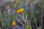 Fiore Fiore