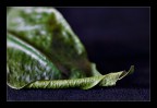 Still life ad alto contrasto Still life ad alto contrasto