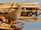 Porciglione (Rallus aquaticus) Porciglione (Rallus aquaticus)