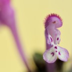 Il mio primo fiore Il mio primo fiore
