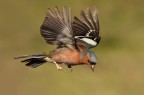 VOLO....... VOLO.......