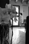 Orchidea Orchidea