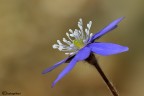 Hepatica nobilis