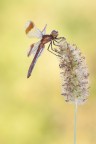 Sympetrum pedemontanum si spiga Sympetrum pedemontanum si spiga