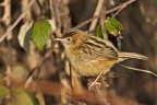 Beccamoschino Cisticola juncidis Beccamoschino Cisticola juncidis