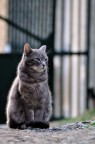 gattone all'ultimo sole gattone all'ultimo sole