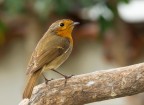 Erithacus rubecula