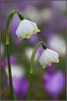 Campanellini (Leucojum vernum)
Una esposizione per ciascun fiore a f/8 1/200s ISO 200 cavalletto

Versione maxi: http://img40.imageshack.us/img40/1728/img5835l.jpg