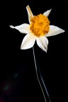 Flower . . . . Flower . . . .
