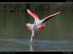 Camargue # 29 Camargue # 29