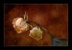 Still life a modo mio Still life a modo mio
