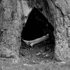 into the tree into the tree
