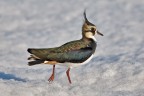 Pavoncella (Vanellus vanellus) Pavoncella (Vanellus vanellus)