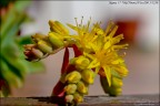 fiore di pianta grassa fiore di pianta grassa