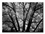Strana Silhouette Strana Silhouette