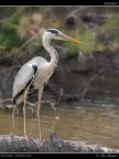 Camargue # 30 Camargue # 30