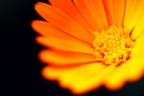 Solare Solare