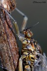 Baetis sp. Baetis sp.