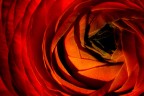 Flower....#3 Flower....#3