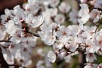 Susino in fiore Susino in fiore