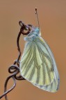 Pieris napi Pieris napi