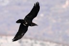 CORVO IN VOLO CORVO IN VOLO