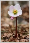 Helleborus niger