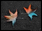 Leafs Leafs