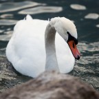 Cigno Cigno