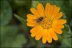 In mancanza d'altro... mosca! In mancanza d'altro... mosca!