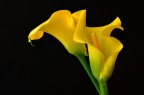 Calla